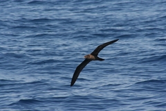Flesh-footed Shearwater